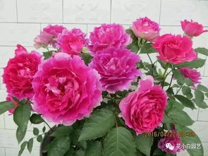 2023花友最爱月季花排名,第一名竟然是