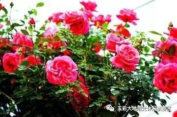 什么月季抗病能力强