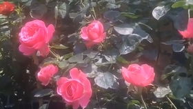 粉色达芬奇月季是藤本吗