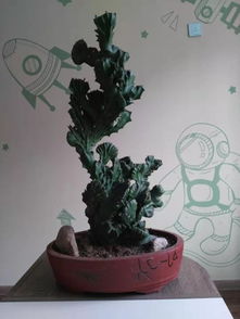 家里最旺财的十种植物