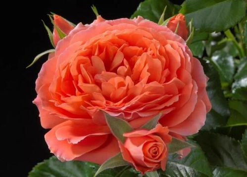 海神王月季耐热耐晒吗