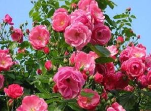 月季花生活习性