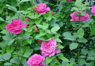 胭脂扣月季怎么造型