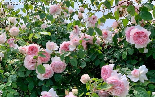 佛罗伦萨月季的优缺点