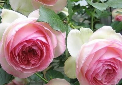 罗衣月季和粉龙沙宝石哪个好