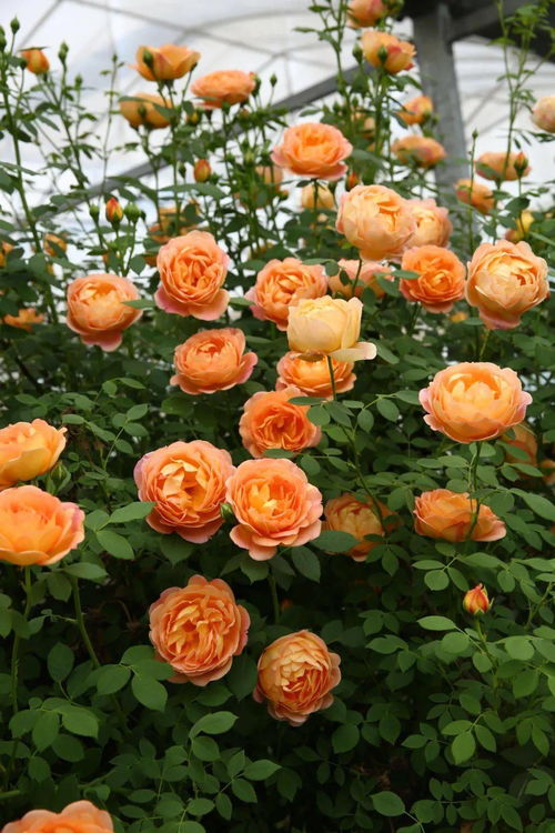 夏洛特夫人月季耐阴吗