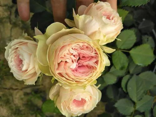 绒球门廊月季为什么要淘汰