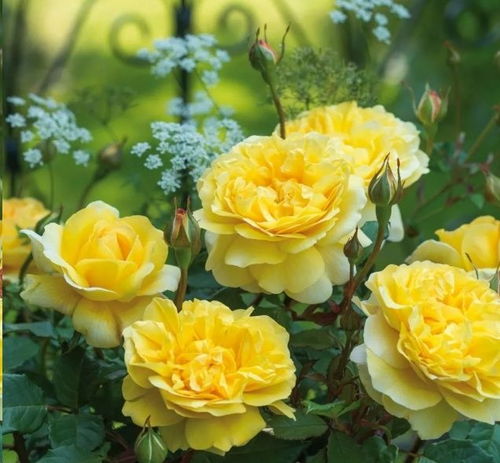 抗病性强的爬藤月季品种