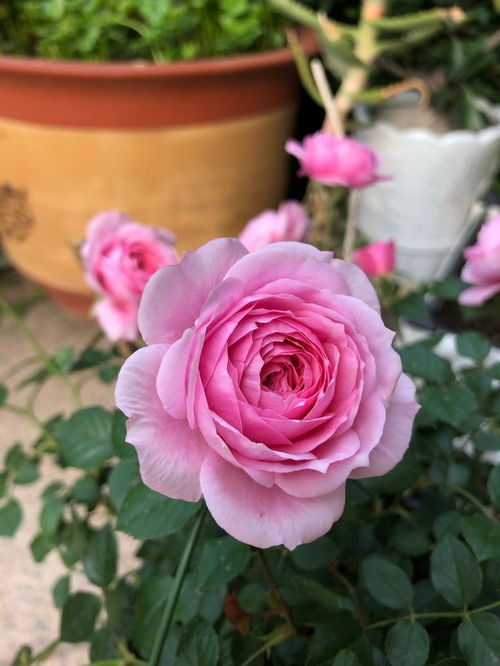 铃之妖精和果汁阳台哪个勤花