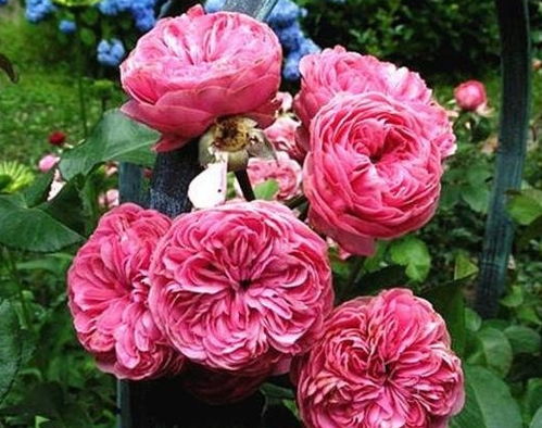 粉色达芬奇一年开几次花