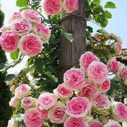 胭脂扣月季值不值得入手