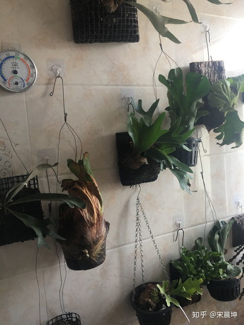 喜阴耐寒的室外爬藤花卉