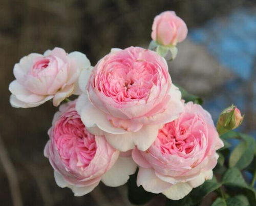 我的心月季效果图