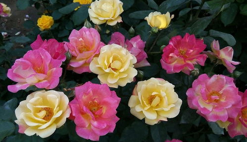 爬藤月季花箱多大