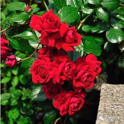 你知道么,月季这些品种最耐热