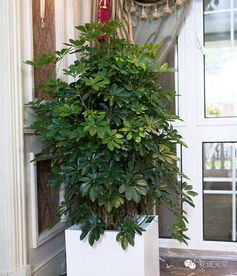 适合放阳台的盆栽植物