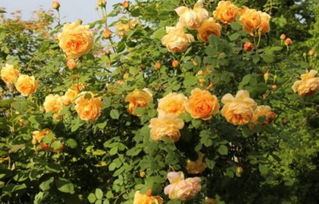 艾拉绒球月季香吗