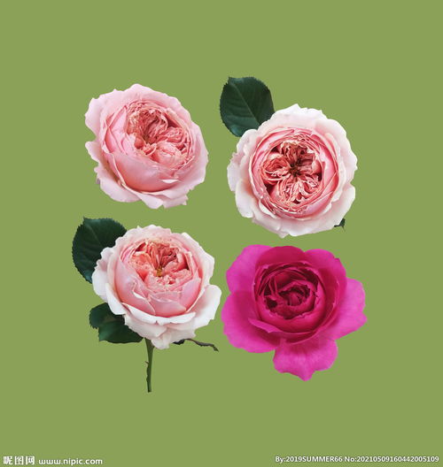 红色玫瑰花月季花粉色欧月图片