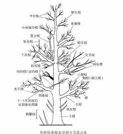 乔木 灌木 藤本植物养护技巧规范