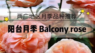 两广表现最好的月季