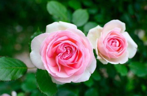 最好养的爬藤月季品种