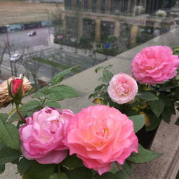 月季用多深的盆比较好