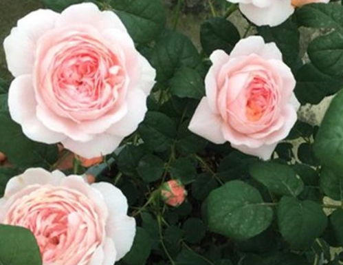 花期最长最好养的月季