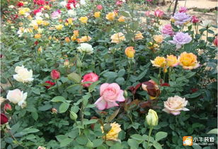 广东地区适合种的月季