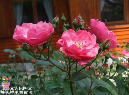 安吉拉和樱霞哪个好