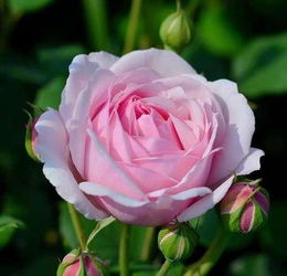 株型2米高大的灌木月季