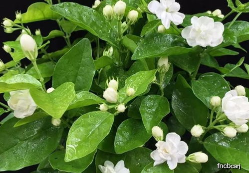 懒人养不死的花