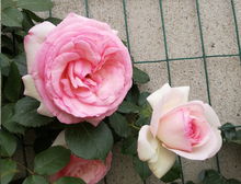 粉龙月季太可怕了