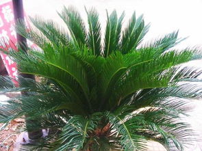 最耐高温40度的植物