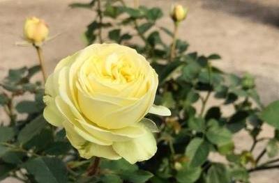 皇宫月季是藤本还是灌木