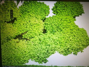 这是什么植物