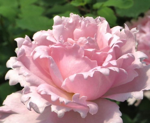 广东种索菲罗莎月季