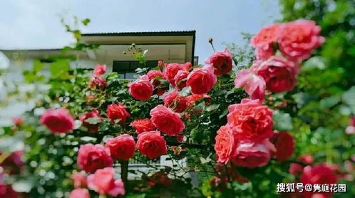花期最长最好养的月季爬藤