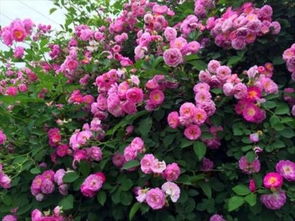 灌木蔷薇丛图片大全