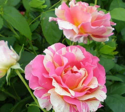 真宙月季和天方夜谭哪个好