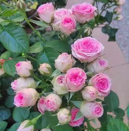 月季花最经典的100个品种