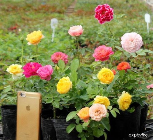 大花月季品种