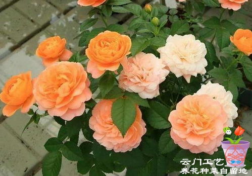 阳台小,就养这种微型月季,当年就花开爆盆,全年花开不断