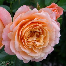 月季甜梦的优缺点