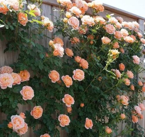 小型爬藤月季排名