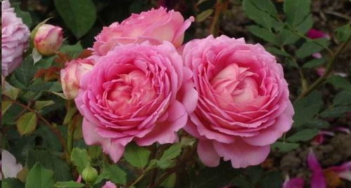 月季什么品种好养花期长又漂亮