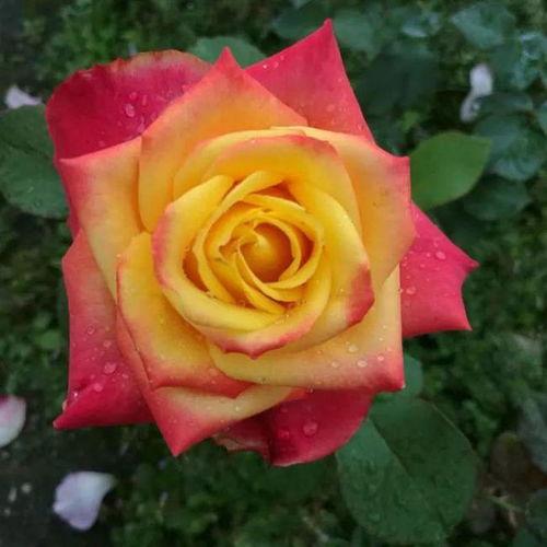 紫藤胭脂月季是藤本还是灌木