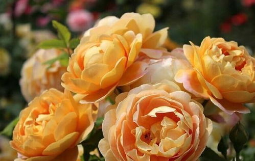 月季黄金庆典一年可以开几次