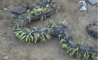 刺在肉里会自己消失吗