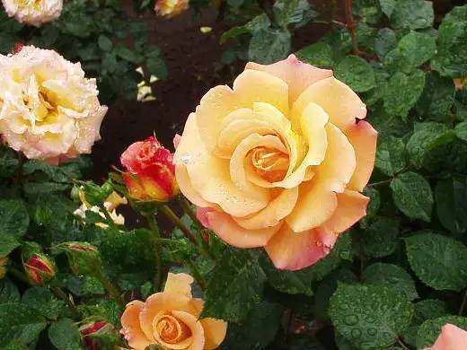 十大最好看月季品种