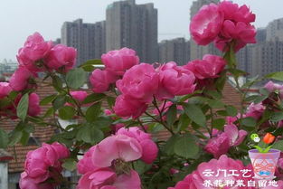 安吉拉月季一年开几季